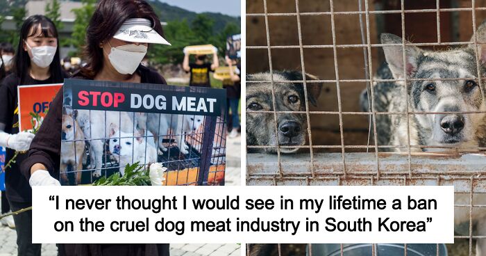 People Butchering Dogs For Meat Will Face Up To 3 Years In Prison, New South Korean Law States