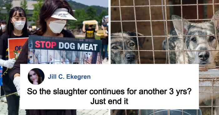 Animal Rights Activists Win Big In South Korea: Dog Meat To Be Banned By 2027