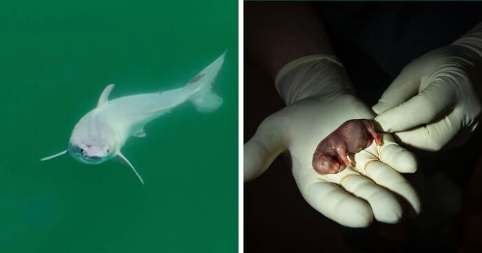 A “Baby Shark” Spotted For The First Time, And More Animal Stories That Made Headlines In January