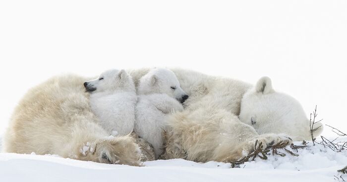 Winners Of 2023 In Nature Category Announced By Tokyo International Foto Awards (20 Pics)