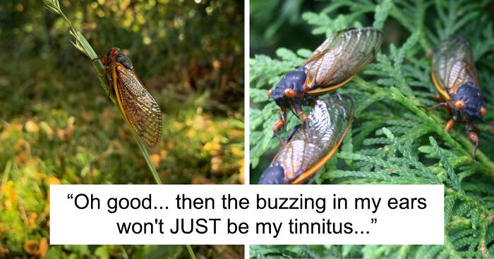 “It’s An Extremely Rare Event”: Two Cicada Broods Coincide For The First Time In 221 Years