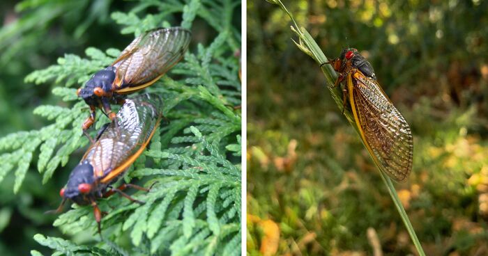 Last Time 2 Broods Of Cicada Emerged At Once Was When Thomas Jefferson Was President