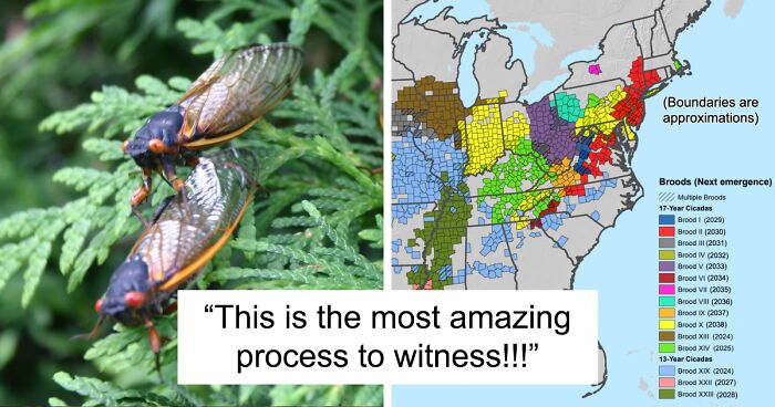 Two US States Will Experience “Extremely Rare” Emergence Of Two Broods Of Cicada