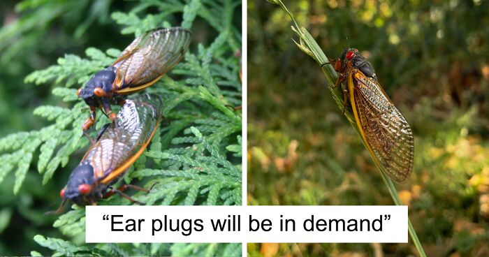 “Earplugs Will Be In Demand”: 2 Broods Of Cicada Will Emerge For The First Time In 221 Years