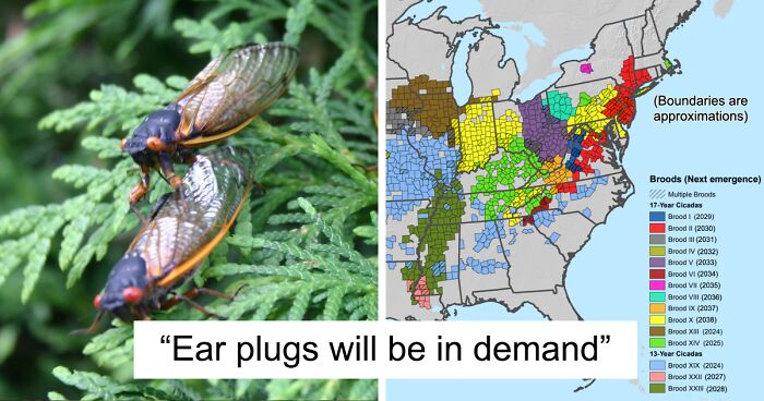 “Earplugs Will Be In Demand”: Two Cicada Broods Coincide For The First Time In 221 Years