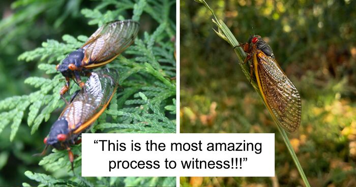 Cicada Symphony 2024: Two Broods Will Emerge At Once For The First Time Since 1803