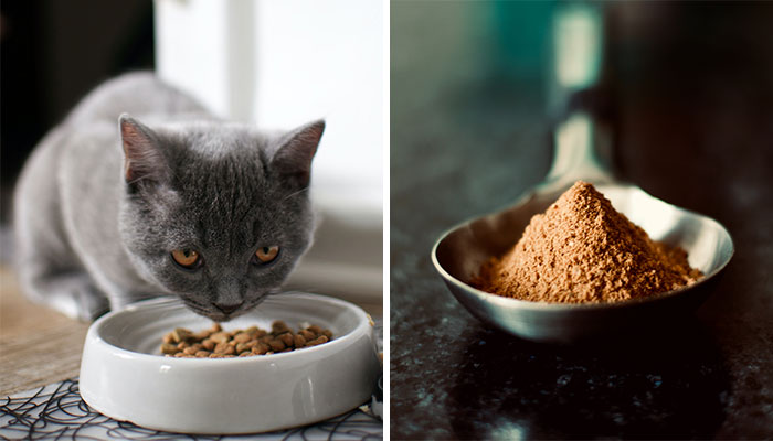 cat eating feed from the bowl (left) chicken meal in the spoon (right)