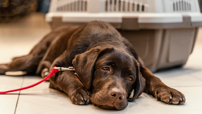 brown dog lying on the floor