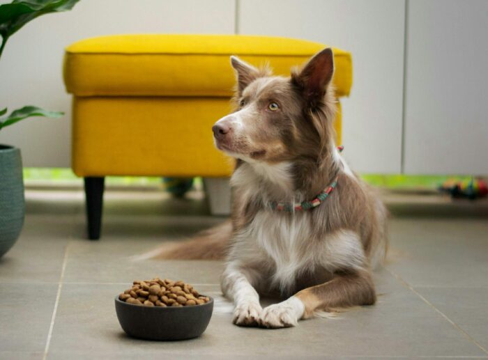 a brown and white dog sitting next to a bowl of food