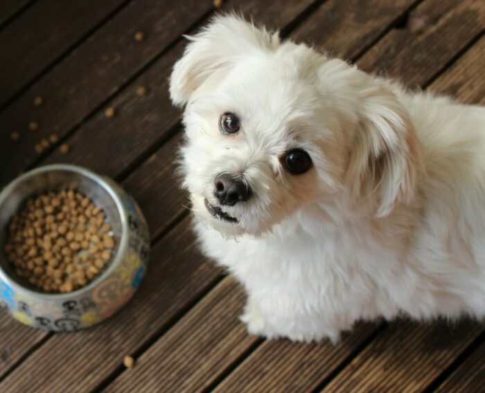 white long coat small dog on brown wooden floor near food