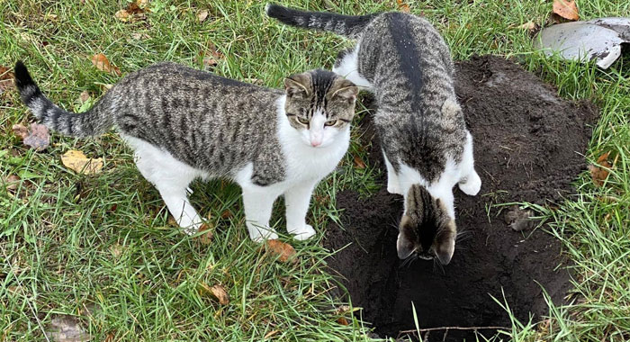 Why Do Cats Bury Their Poop and Do All Cats Instinctively Do This?