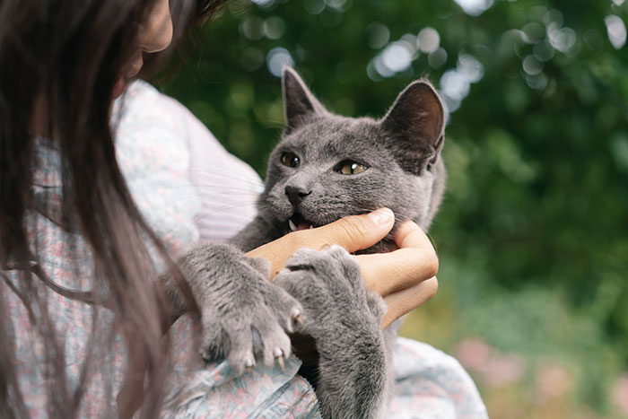 Gray Cat Playing with Girl's Hand 