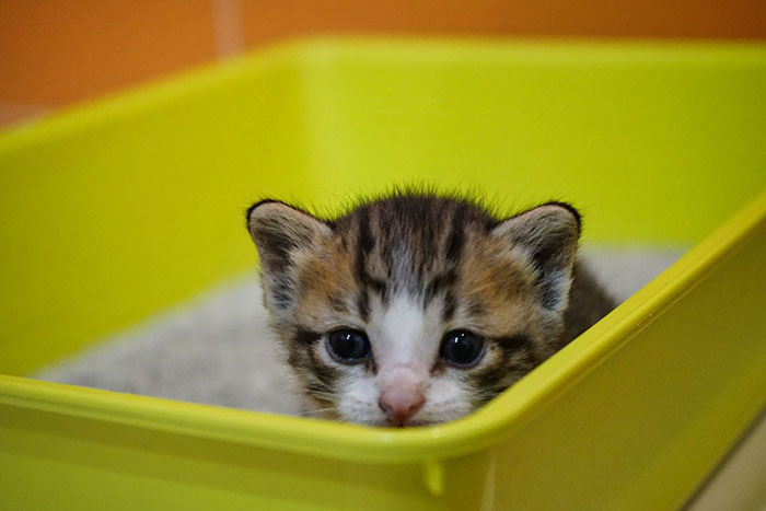 Small cat in a litter box 