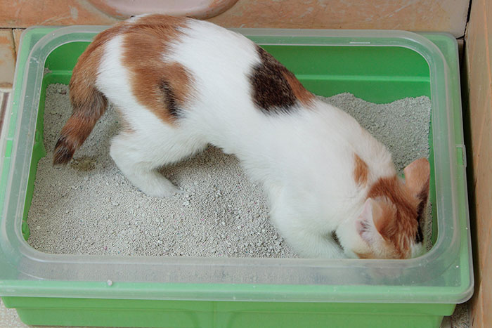 Cat using a litter box 