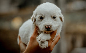 Woman Changes Her Mind About Giving A Puppy To Nephew When He Tries To Steal It, Asks If It’s Wrong