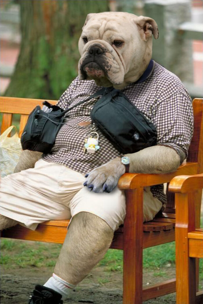 Designers Were Challenged To Dress Up Animals In Human Clothing  Here Is How It Went  30 Pics  - 10