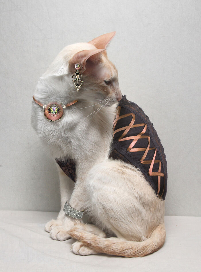 Designers Were Challenged To Dress Up Animals In Human Clothing  Here Is How It Went  30 Pics  - 57