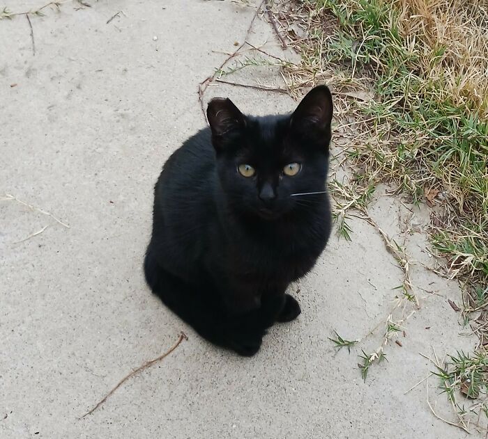 My Grandmother Asked Me To Borrow My Kitten. To Save Money, Grandma Took Her To A Non-Profit And Got Her Spayed As A Feral/Stray Cat, Without Telling Me. They Docked Her Ear