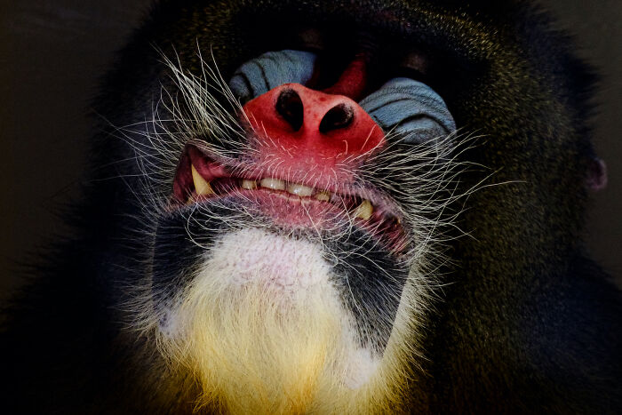 Mandrill