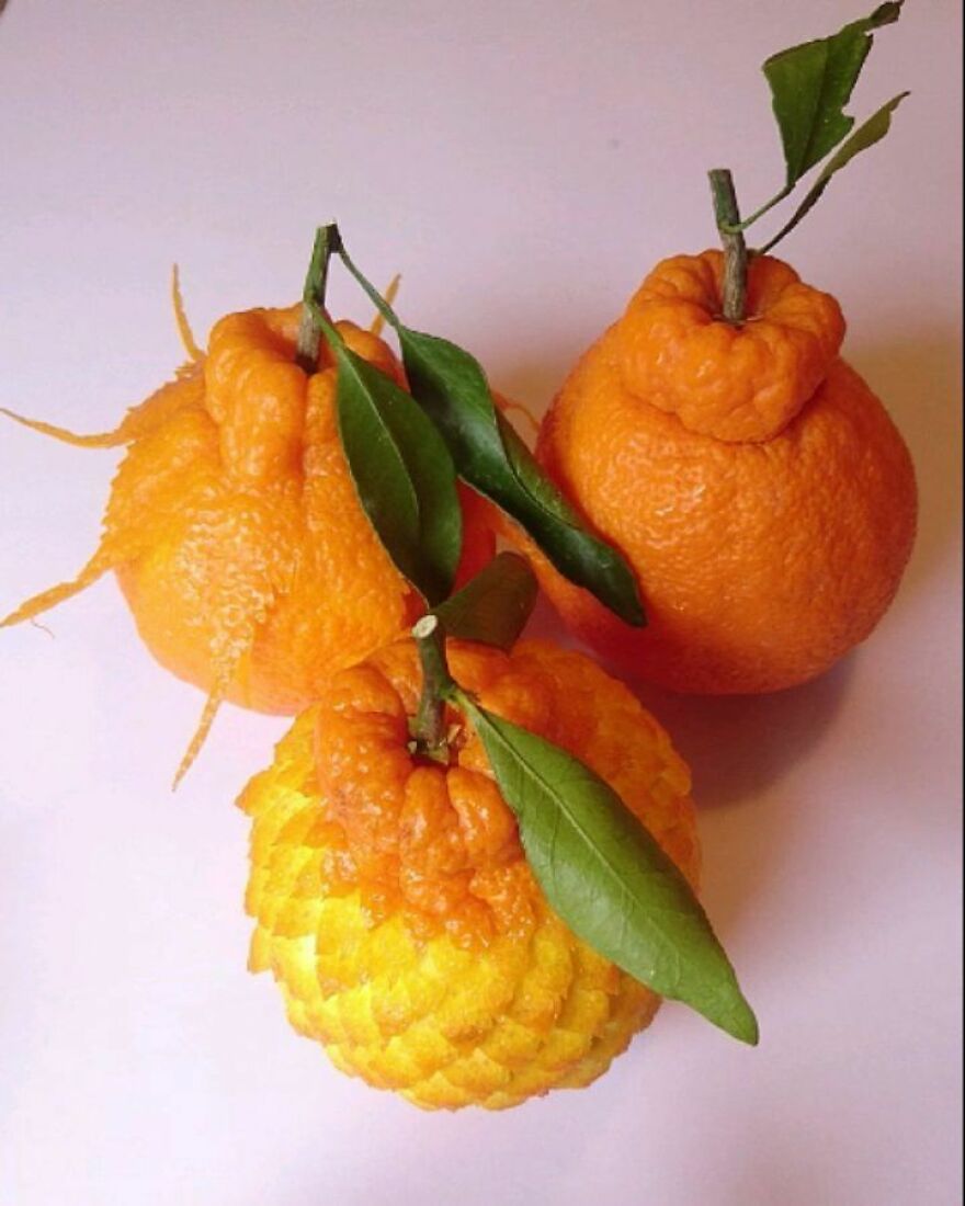 Gaku Carving, A Food Carving Artist, Changes Vegetables And Fruits Into Surprising Artworks (New Pics)