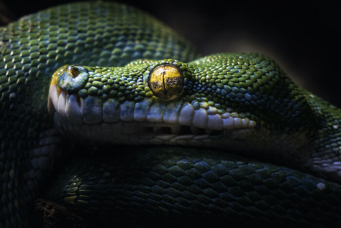 Green Tree Python