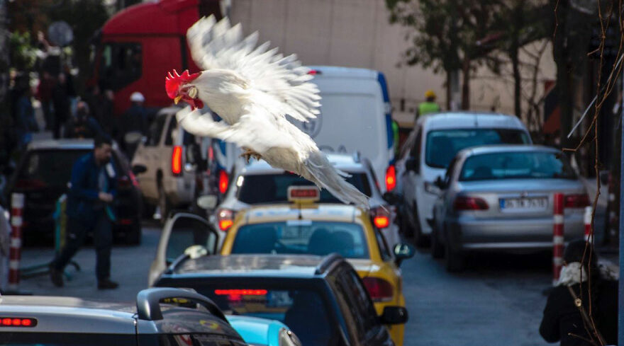 Photographer Serkan Tekin Captures Incredible Coincidences Of Everyday Life On The Streets