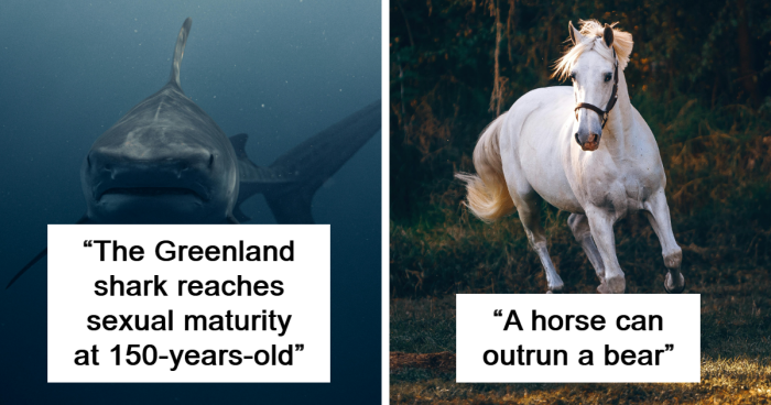 People Share 36 Random Animal Facts That Live Rent-Free In Their Memory