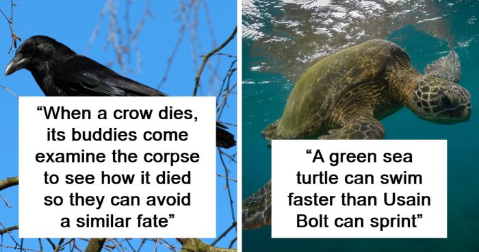 36 People Share Their Best Random Animal Facts