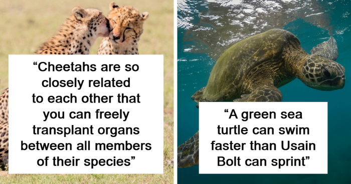 30 Cool And Interesting Animal Facts That People Didn't Learn At School