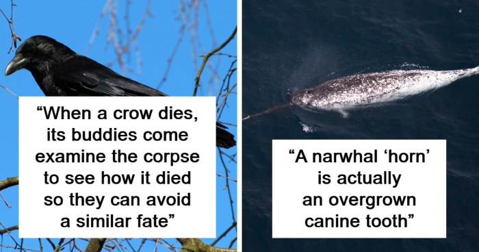 30 Cool And Interesting Animal Facts That People Didn't Learn At School