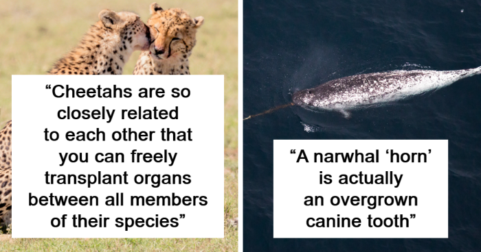 36 Interesting Animal Facts That Might Surprise You