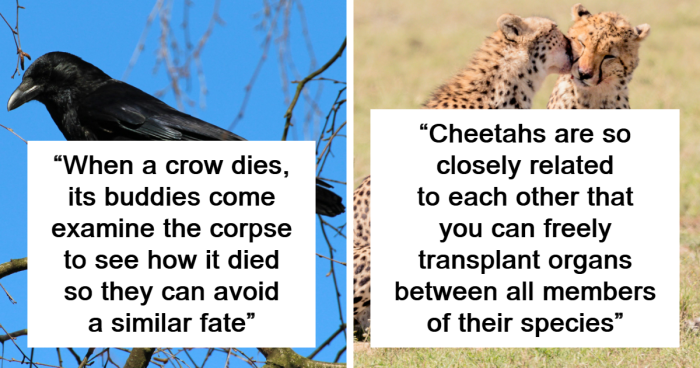 36 People Share Their Absolute Favorite Obscure Animal Fact