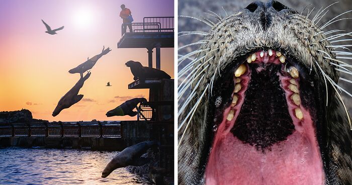 I’m Passionate About Animal Photography, And Here Are 20 New Photos I Took In The Zoo