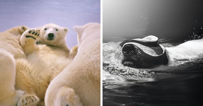 I Visited Zoos To Photograph Polar Bears Living There (10 Pics)