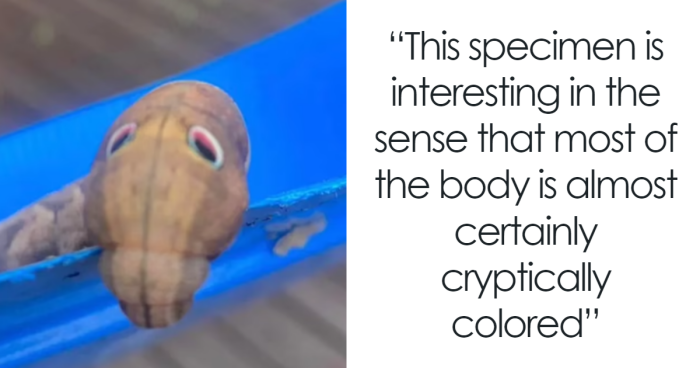 Aussie Spots Rare Caterpillar With “Cryptically Colored” Body And “Cartoon” Eyes In Her Garden