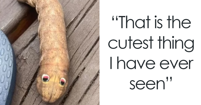 Australian Woman Finds Bizarre But “Cute” Googly-Eyed Creature In Her Yard