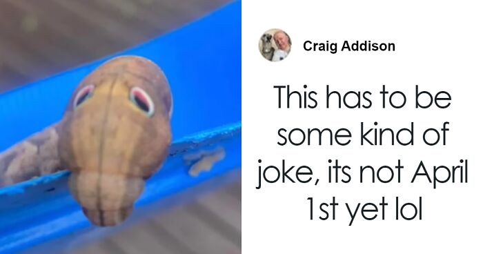 Facebook Tries To Help Australian Woman Figure Out What The Googly-Eyed Creature In Her Yard Is