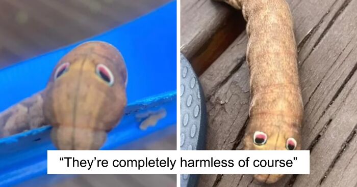 Facebook Tries To Get To The Bottom Of Adorable Googly-Eyed Creature In Australian Backyard