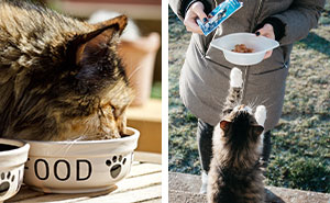 The Best Cat Food for Indoor Cats in 2024