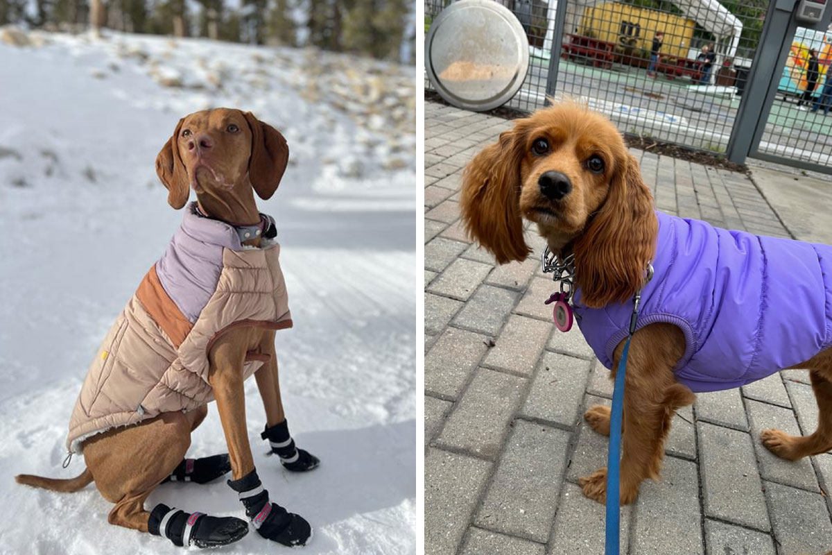 Cocker spaniel coats for sales winter