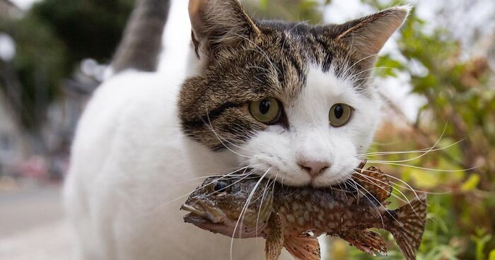 69 Hilariously Adorable Pictures Of Stray Cats Of Tokyo By Masayuki Oki (New Pics)