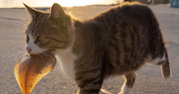 Photographer Takes Funny And Cute Pictures Of Japan's Stray Cats (69 New Pics)