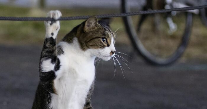 69 Funny And Cute Pictures Of Japan's Stray Cats By Masayuki Oki (New Pics)