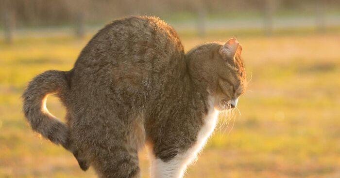 69 Pictures Of Unique Personalities Of Stray Cats As Captured By This Japanese Photographer (New Pics)