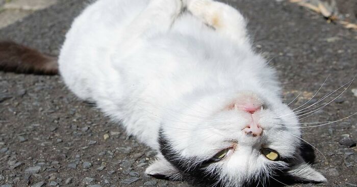 Japanese Photographer Documents The Unique Personalities Of Stray Cats (69 New Pics)