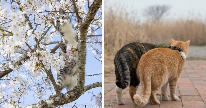 Japanese Photographer Documents The Many Faces Of Stray Cats (69 New Pics)