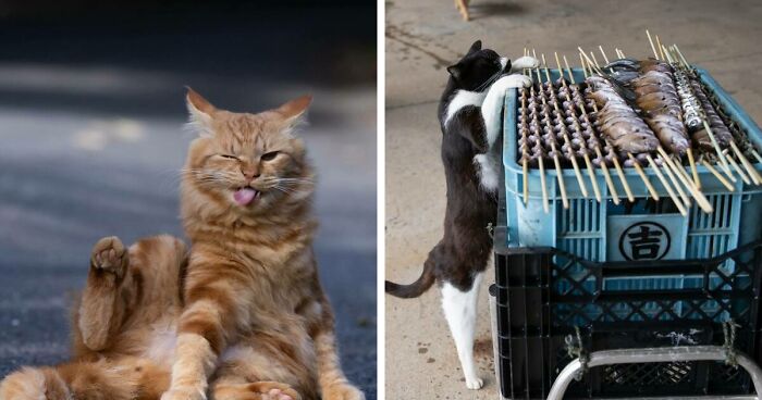 69 Hilariously Adorable Pictures Of Stray Cats As Captured By This Japanese Photographer (New Pics)