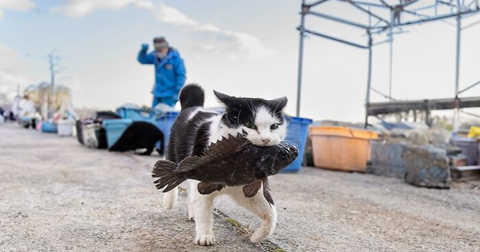 Here Are 69 Extremely Cute, Funny, And Wholesome Pictures Of Japanese Stray Cats By Masayuki Oki (New Pics)