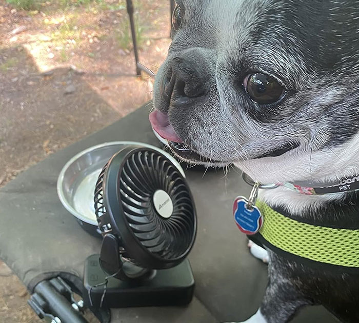 Illuminate And Ventilate: Portable Camping Fan With LED Lantern - Light The Way!