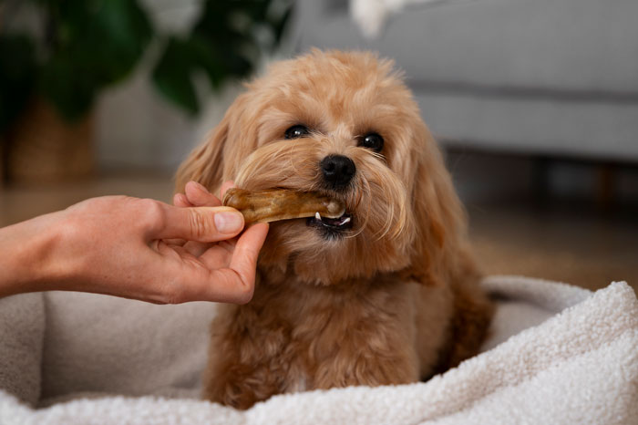 brown dog eating